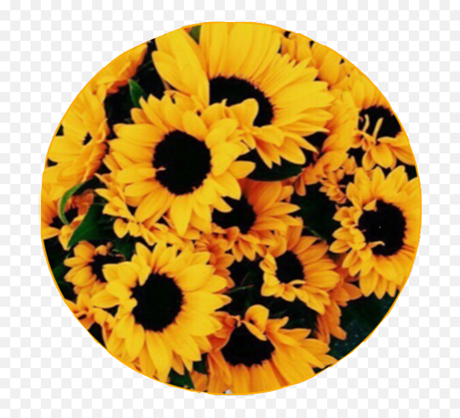 Sunflower Sticker By Tom Holland Enthusiast - Aesthetic Sunflower Patch Png,Sunflower Png Transparent