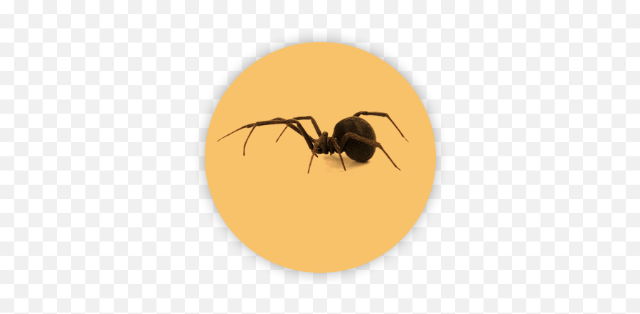 Spider Control Expert Pest Extermination - Black Widow Spider Side Png,Black Widow Spider Png