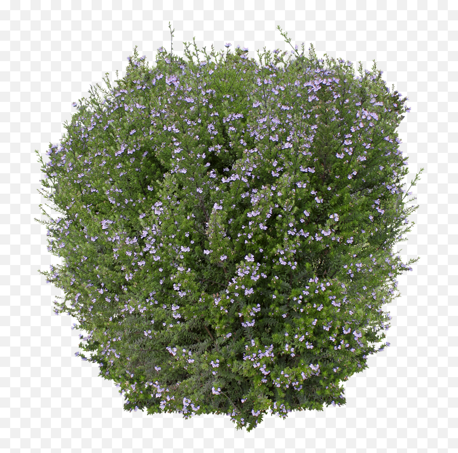Ozbreed Shrub And Groundcover Varieties - Westringia Flower Power Png,Ground Cover Png