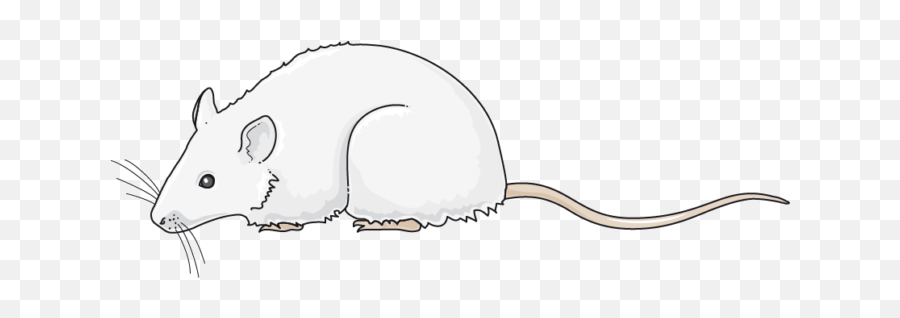 Rat - Servier Medical Art White Rat Cartoon Transparent Png,Rat Transparent