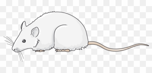 Free Transparent Rat Transparent Images Page 2 Pngaaa Com