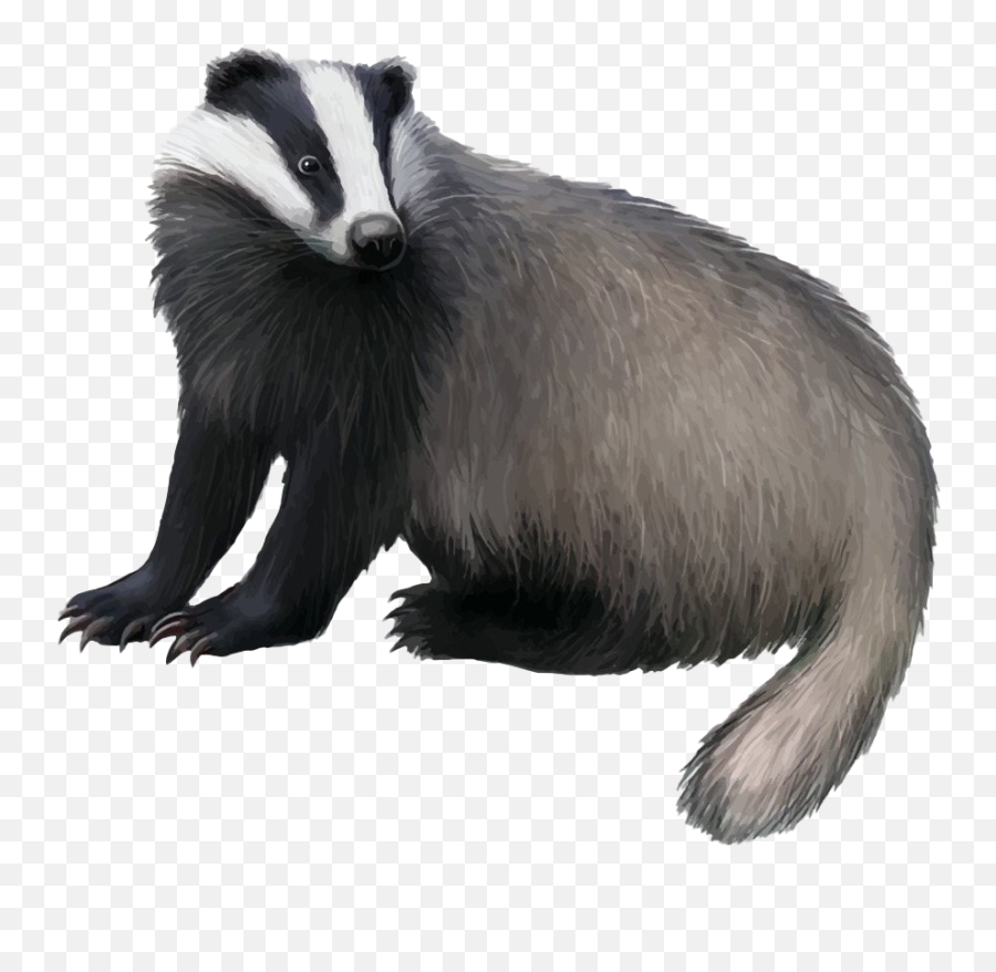 Honey Badger Transparent Png Mart - Badger What Do They Eat,Raccoon Transparent Background