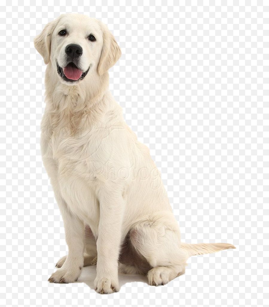 Dog Png Images Transparent Free Download Pngmartcom - Sitting Dog Transparent Background,Cute Dog Png
