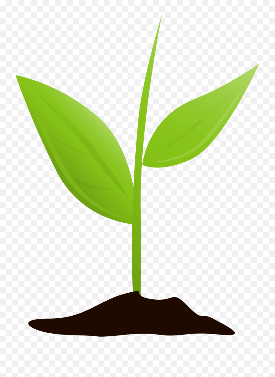 Growing Plant Mtq - Transparent Background Plant Clipart Transparent Png,Growing Plant Png