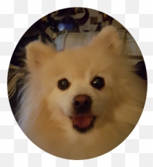Free Pomeranian Silhouette Clip Art Download - Japanese Spitz Png,Pomeranian Png