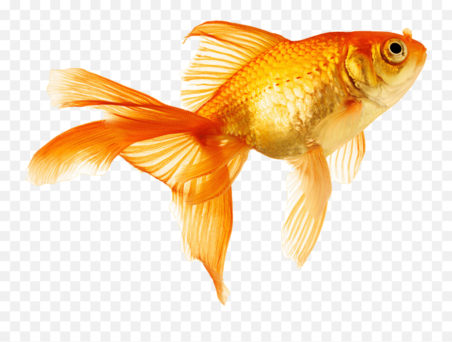 Fish - Gold Fish Gif Transparent Png,Goldfish Transparent