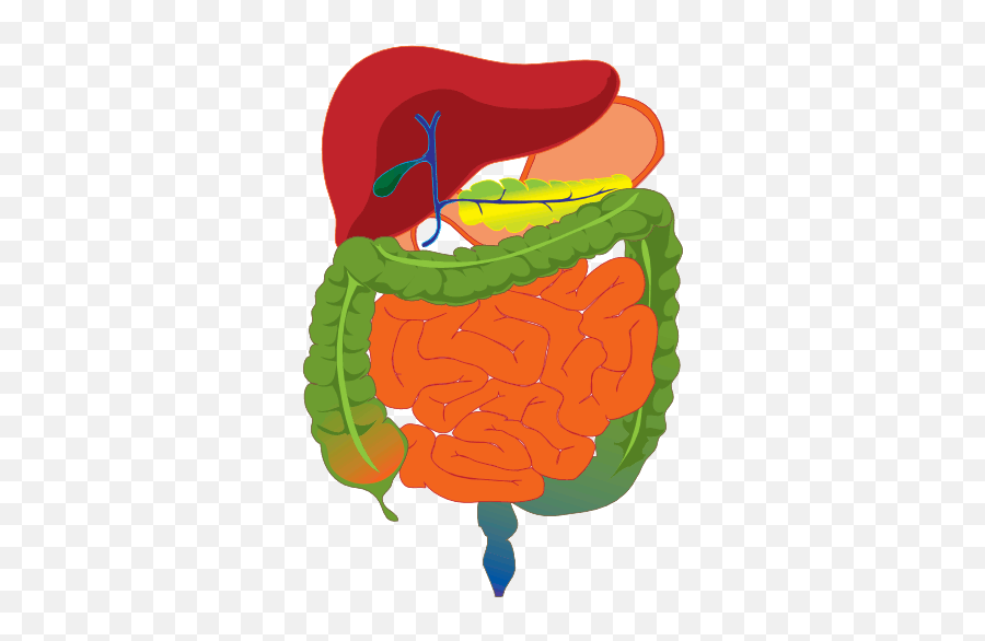 Download Complete Gi Tract - Small Intestine Diagram For Kids Png,Digestive System Png