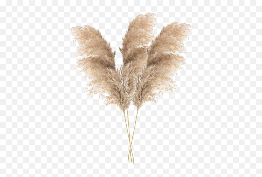 Pampas Grass - Pampas Grass In Vase Png,Fountain Grass Png
