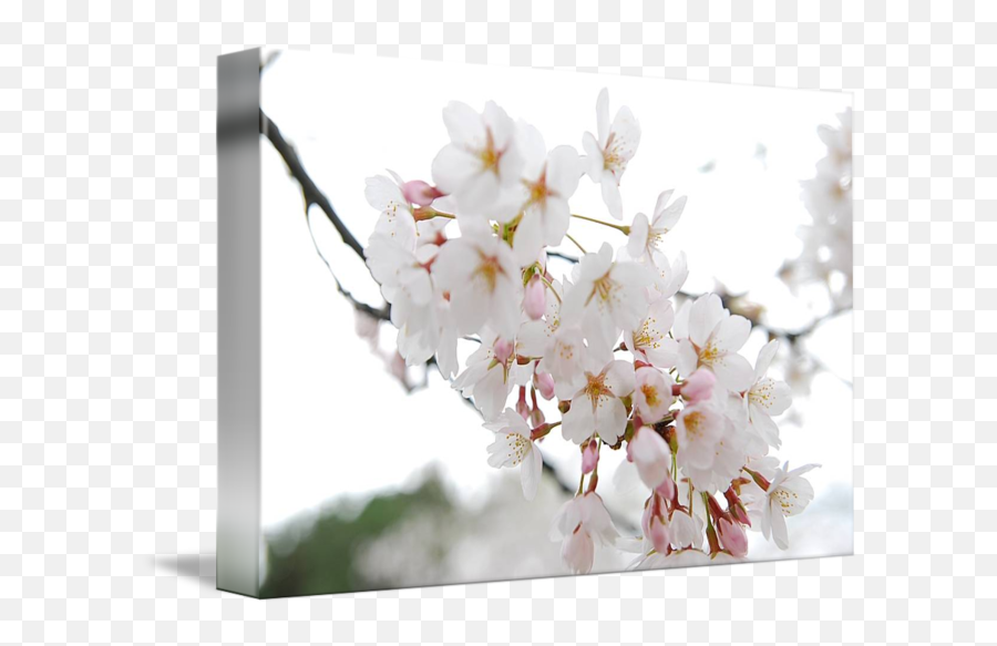 Cherry Blossom By Jarvis Chau - Cherry Blossom Png,Sakura Tree Png