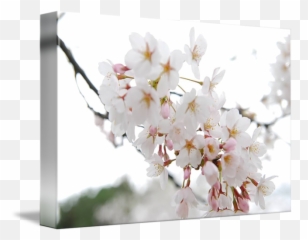 Cherry Blossom By Jarvis Chau - Cherry Blossom Png,Sakura Tree Png
