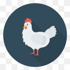Chicken - Poultry Icon png