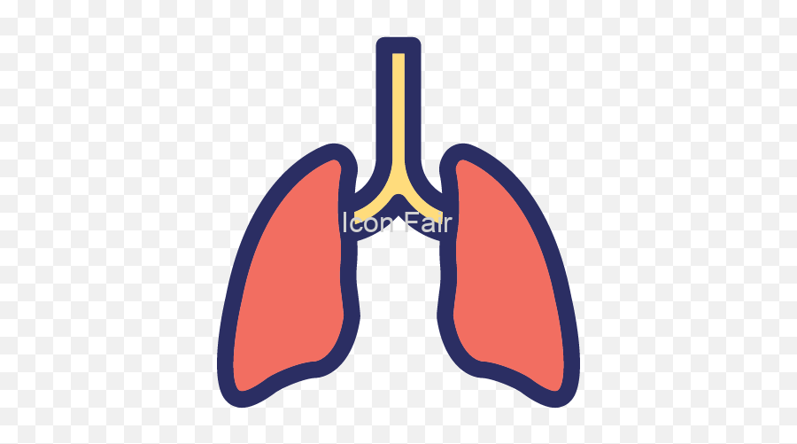 Lungs Anatomy Breathe Color Vector Icon - Icon Png Lung Vector,Respiratory Icon