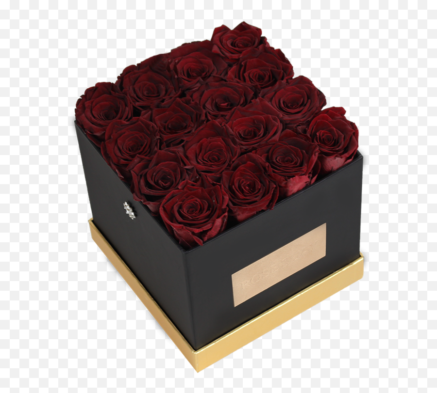 Wine Red Roses - Garden Roses Png,Real Rose Png