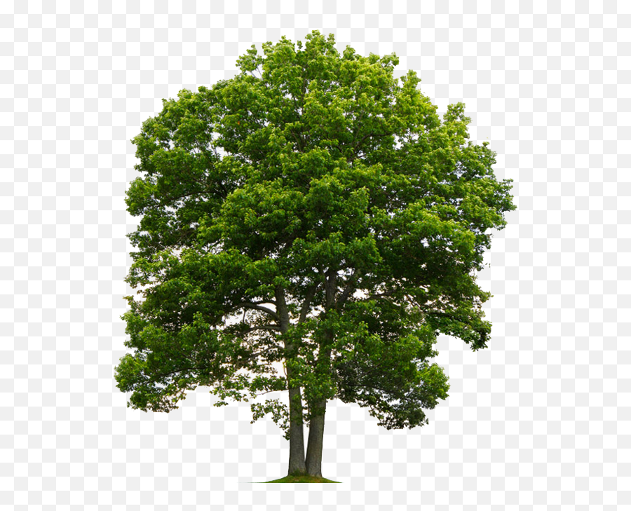 Tree From Above Png Picture - Oak Tree Transparent Background,Tree From Above Png