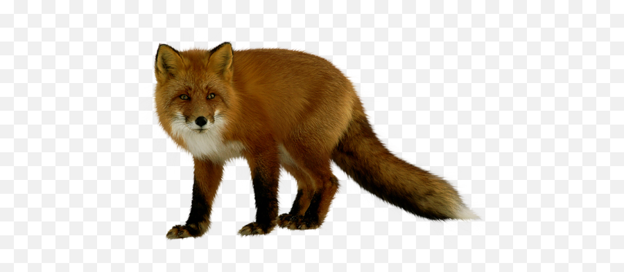 Fox Png - Renard Png,Fox Png