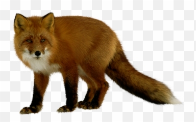 Fox Png - Renard Png,Fox Png