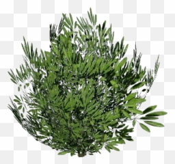 3d Bushes - Oleandro Acca Software Arbusto Png,Bushes Transparent