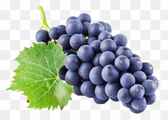 Black Grapes Png Download Image Arts - Grapes Png Transparent,Grapes Png