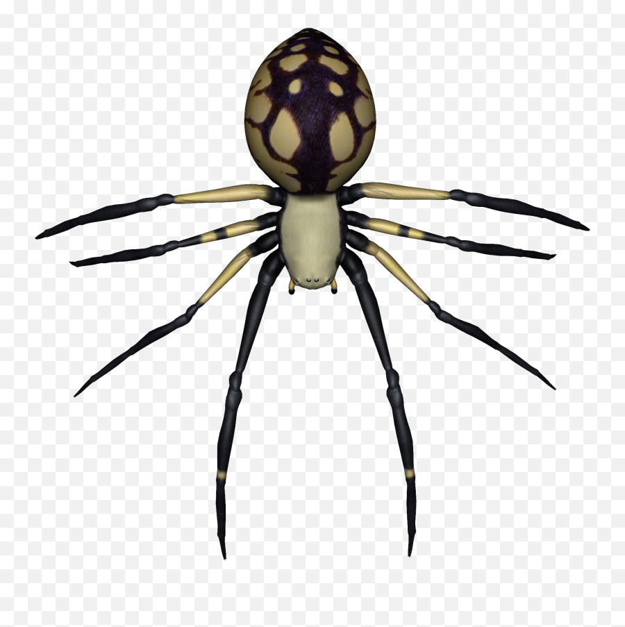 Spider Png Image - Purepng Free Transparent Cc0 Png Image Spider Without Background,Spider Logos