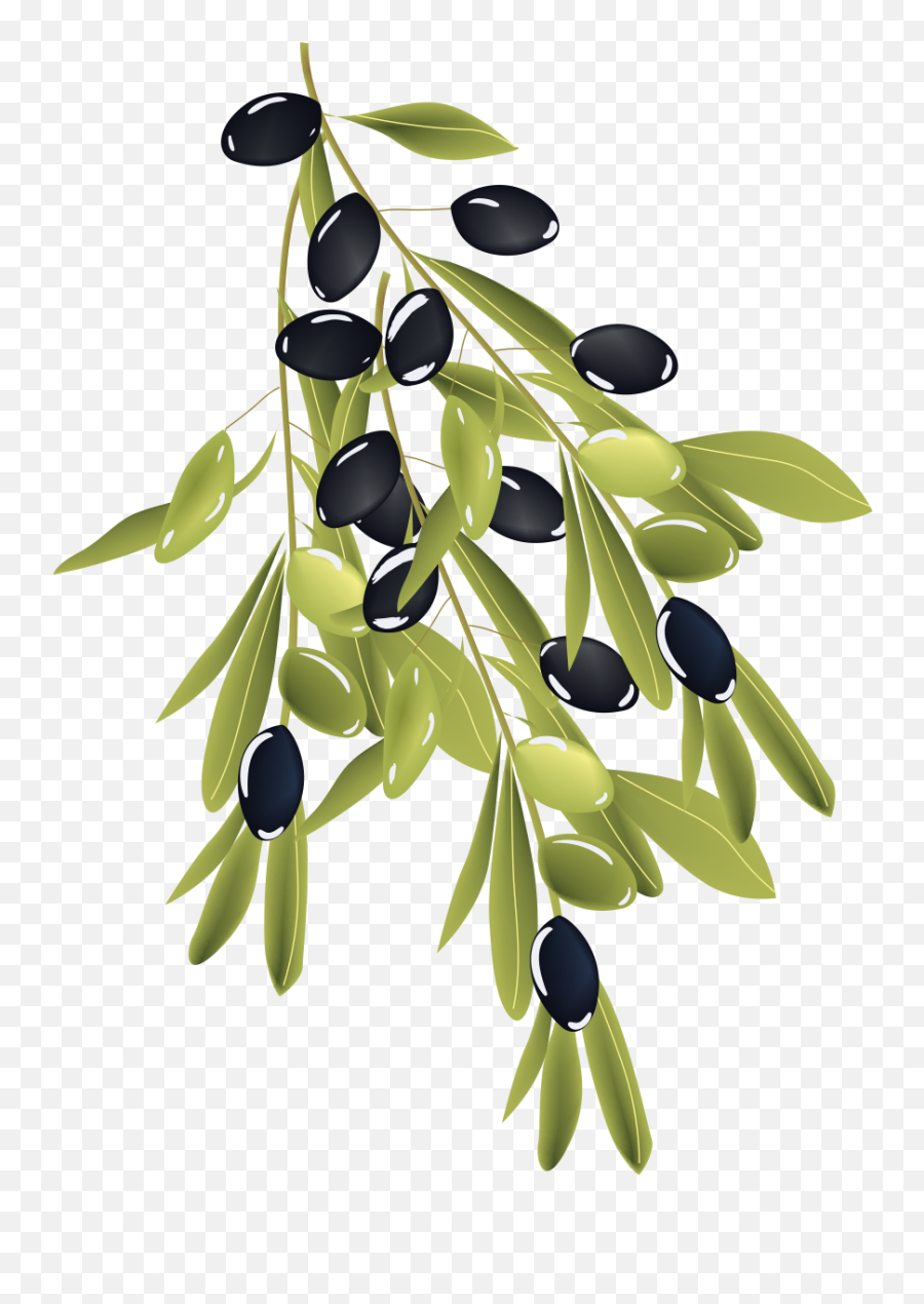 Premium Australian Olive Oil Producers Extra Virgin - Olive Png,Olive Png