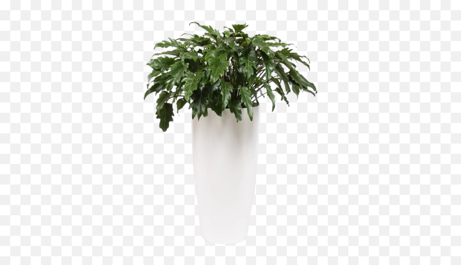 Philodendron Xanada Ornamental Pot And Water Meter - Florastore Houseplant Png,Ornamental Grass Png