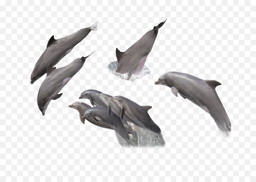 Dolphin - Freepngtransparentbackgroundimagesfreedownload Imagenes De Delfines Png,Dolphin Clipart Png