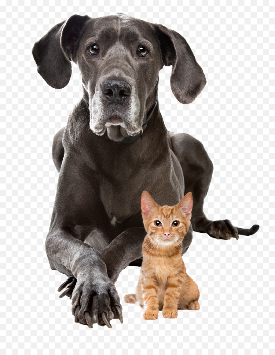 Download Dog And Cat Transparent Background Png Image With - Great Dane With Kitten,Dog Transparent Background