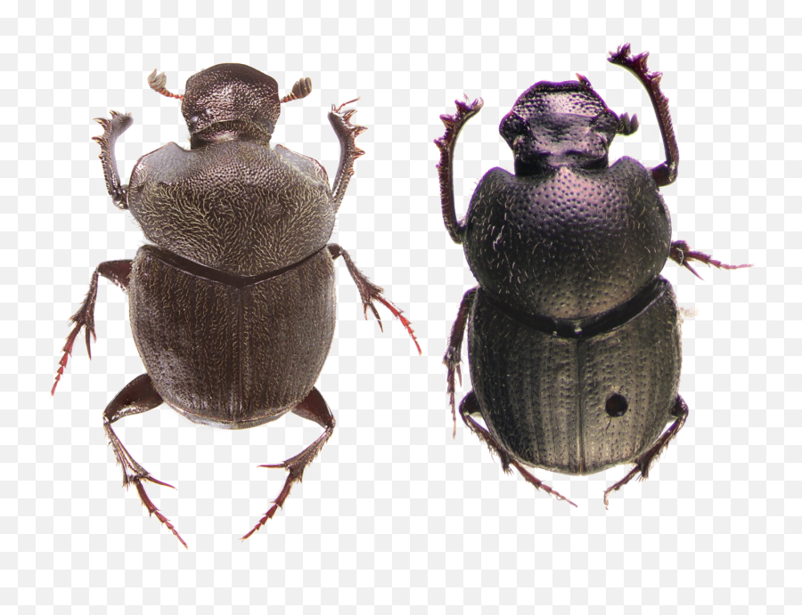 Dung Beetle Png Photos Mart - Beetles,Beetle Png