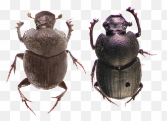 Dung Beetle Png Photos Mart - Beetles,Beetle Png
