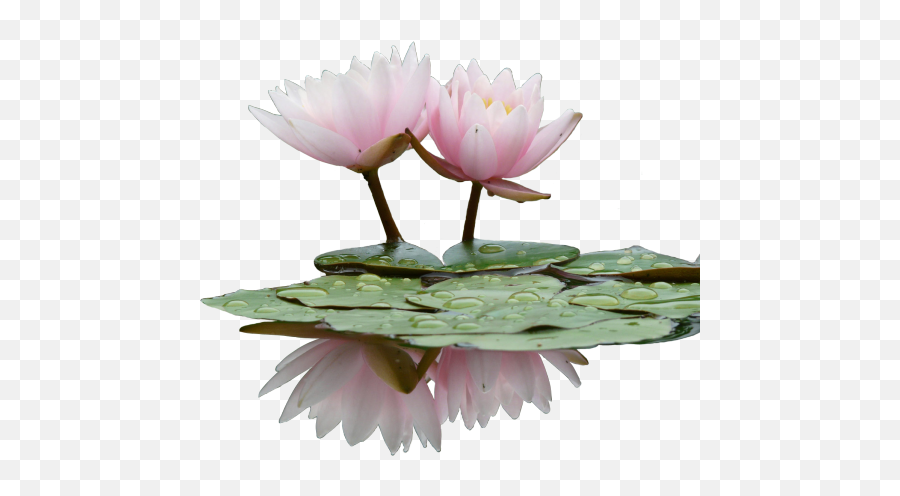 Download Hd Transparent Looks Better When You Click U0026 Drag - Flower Png,Lily Transparent Background