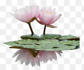 Download Hd Transparent Looks Better When You Click U0026 Drag - Flower Png,Lily Transparent Background
