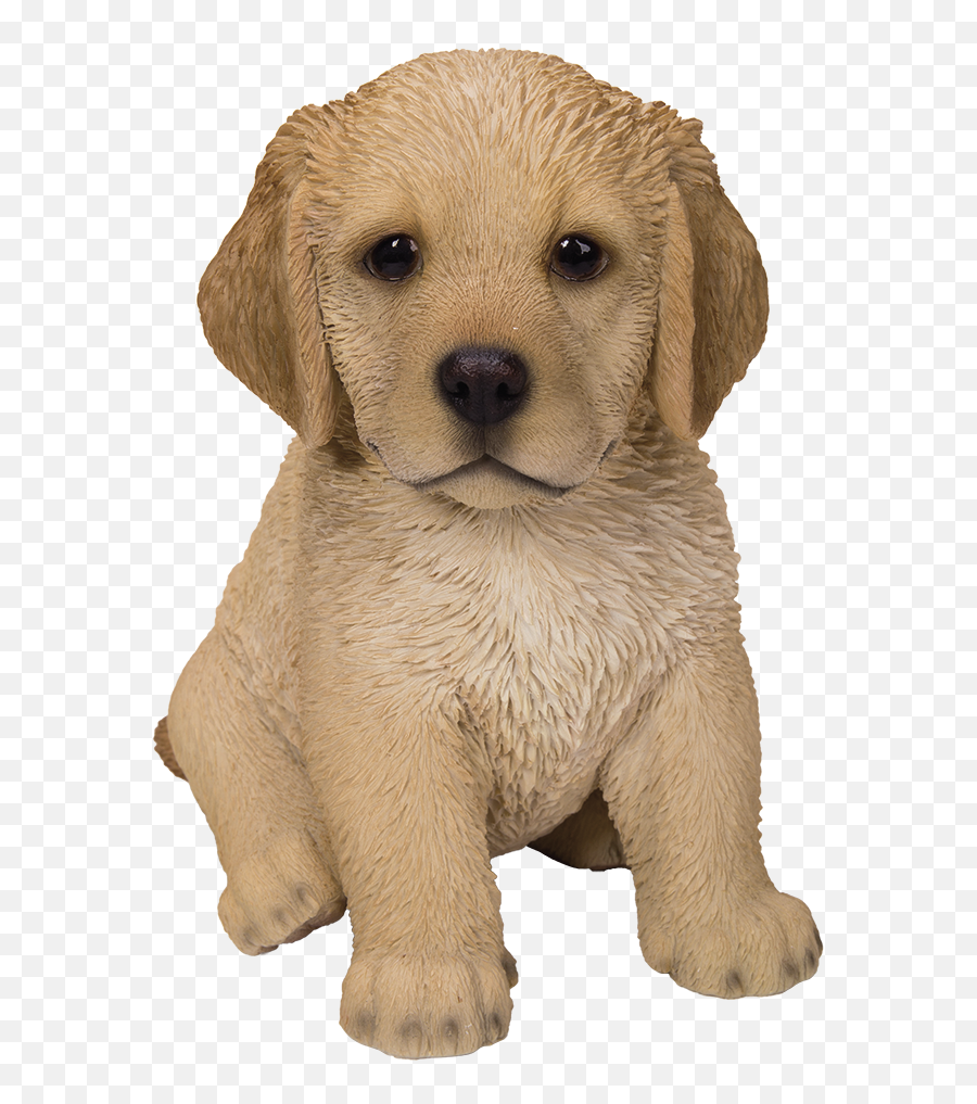Download Cute Fluffy Golden Retriever - Hd Golden Retriever Puppy Png,Golden Retriever Transparent Background