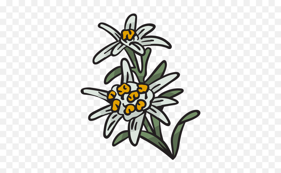 Edelweiss National Flower Switzerland Illustration - Edelweiss Png,Flower Illustration Png