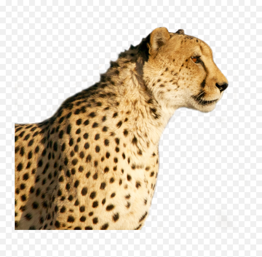 Download Cheetah Png Image For Free - Cheetah Png,Cheetah Png
