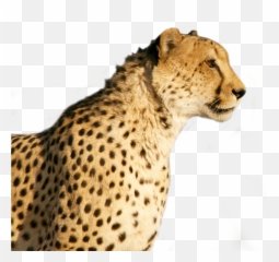 Download Cheetah Png Image For Free - Cheetah Png,Cheetah Png
