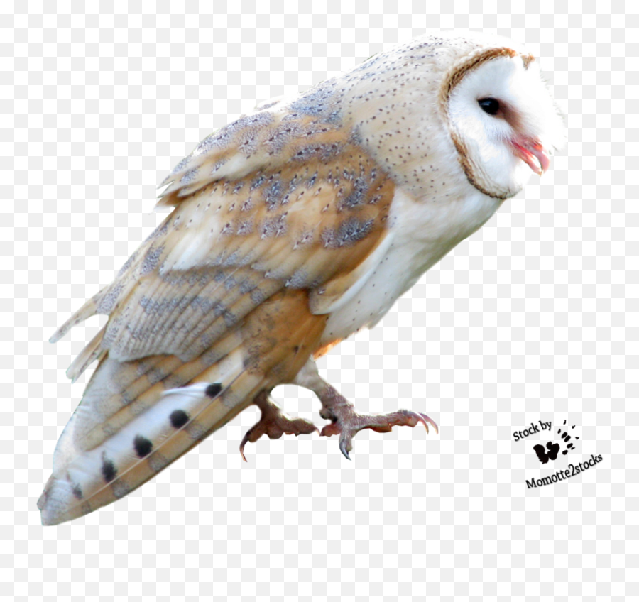 Download Barn Owl Png Free - Transparent Barn Owl,Owl Png