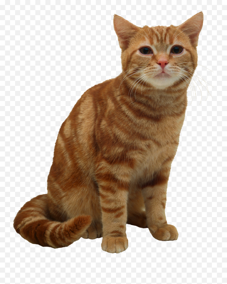 Cat Png - American Short Hair Cat,Cat Png Image