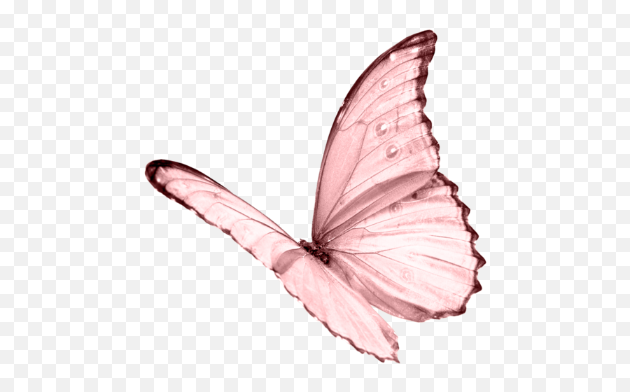 light pink butterfly clipart