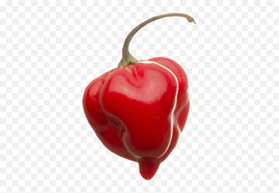 Top 10 Worlds Hottest Peppers 2020 Png Hot Pepper