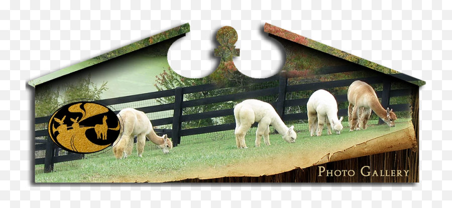 Eagle Bend Alpaca Farm Kentucky Gallery - Grazing Png,Alpaca Png