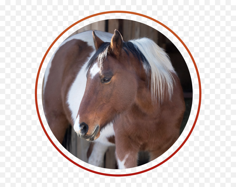 Horse Creek Insurance - Sorrel Png,Horse Head Png