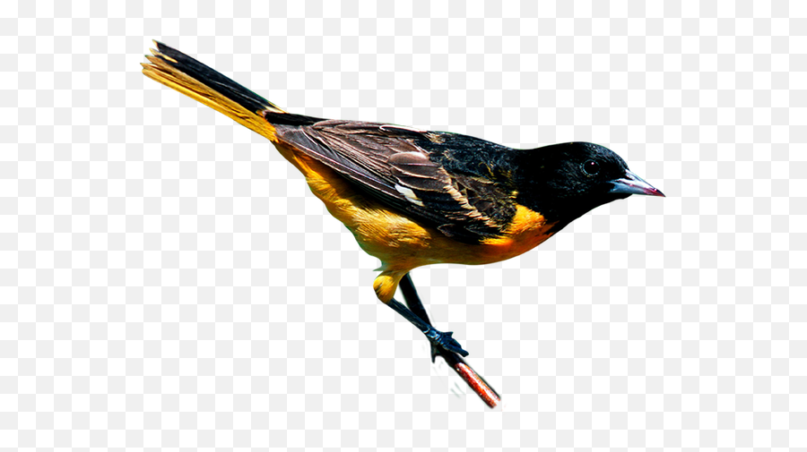 Climate Change Threatens To Disrupt The Ranges Of Birds - Black And Yellow Bird New York Png,Larry Bird Png
