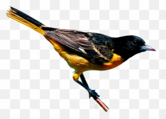 Climate Change Threatens To Disrupt The Ranges Of Birds - Black And Yellow Bird New York Png,Larry Bird Png
