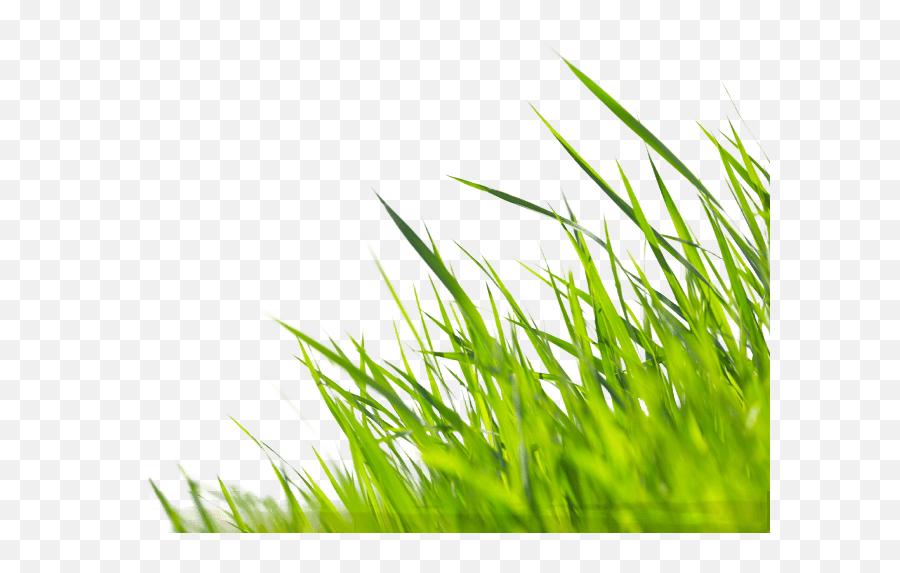 Buck And Sons Landscape Service Columbus Landscaping - Wallpaper Png,Fountain Grass Png