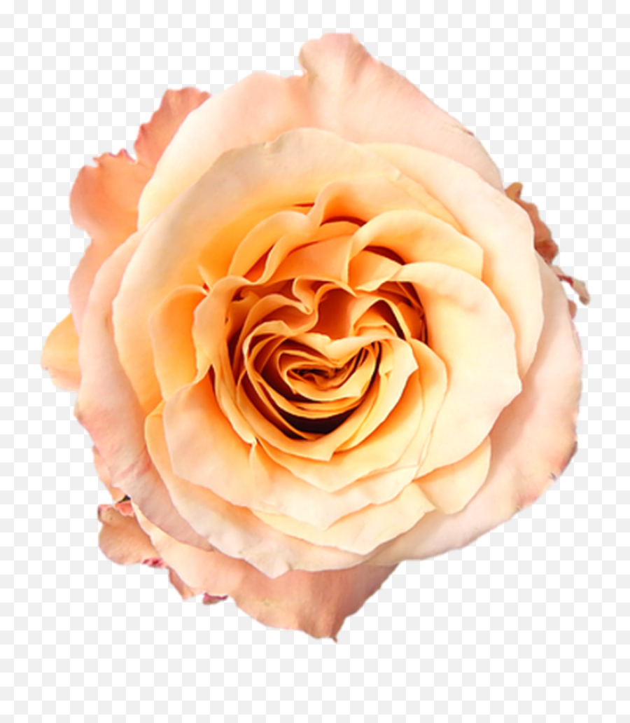 Shimmer Peach Roses Wholesale - Long Stem 50 Cm Shimmer Rose Png,Color Icon Glitter Single