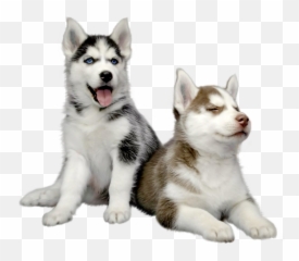 Husky Png Hd Photo - Puppy Transparent Background