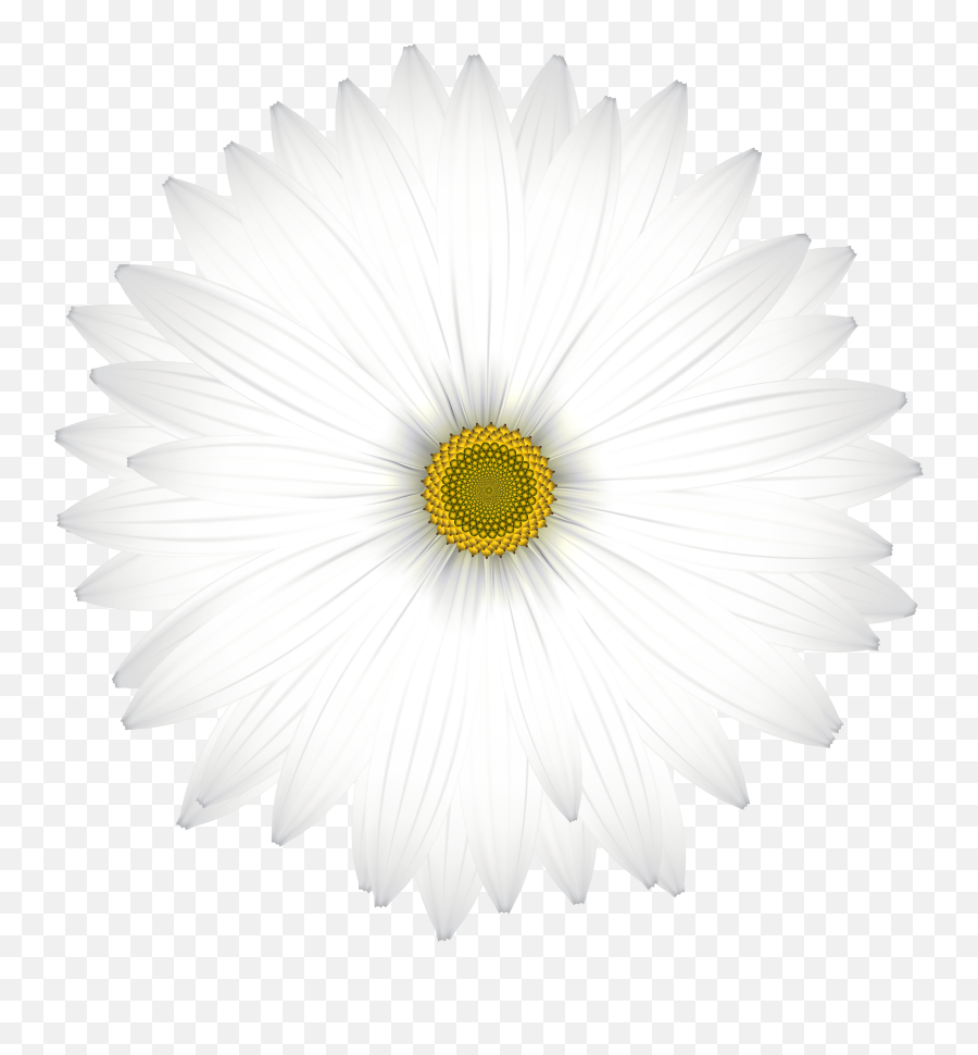 Free Transparent Daisy Cliparts - Oxeye Daisy Png,Daisy Transparent Background