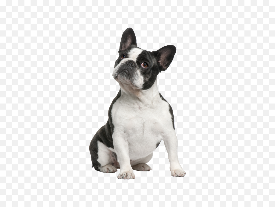 French Bulldog Png Free Image - Small Slow Feeder Dog Bowl,Bulldog Transparent Background