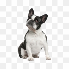 French Bulldog Png Free Image - Small Slow Feeder Dog Bowl,Bulldog Transparent Background