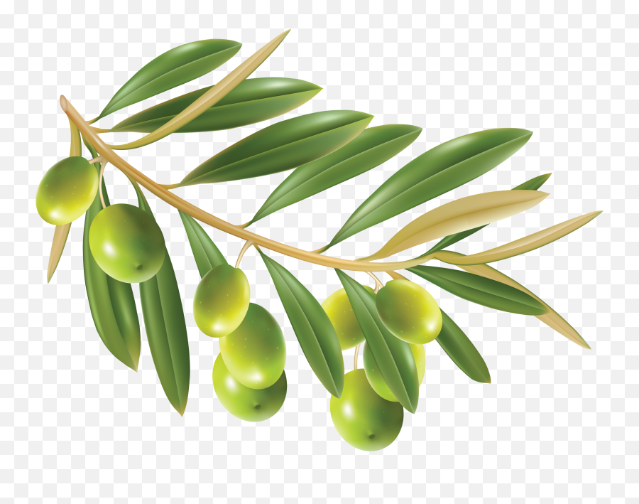 Olive Png - Transparent Olive Leaf Png,Olive Png